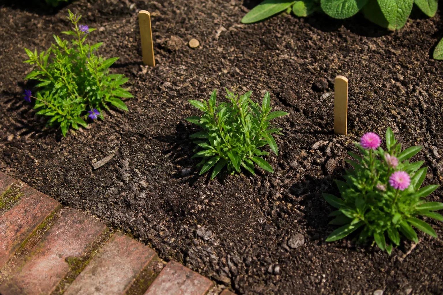 Young flowering plants stand apart in bare soil beside blank wooden markers and a worn brick edge.