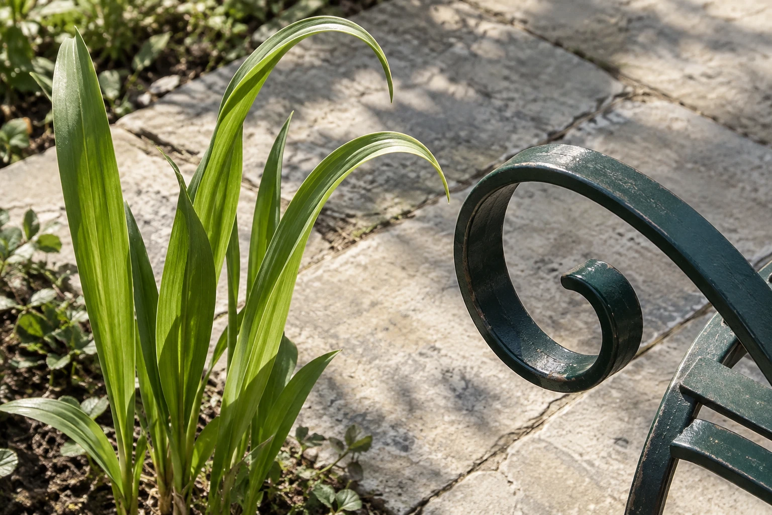 Upright narrow green leaves beside a curved dark green metal arm, with pale paving below.