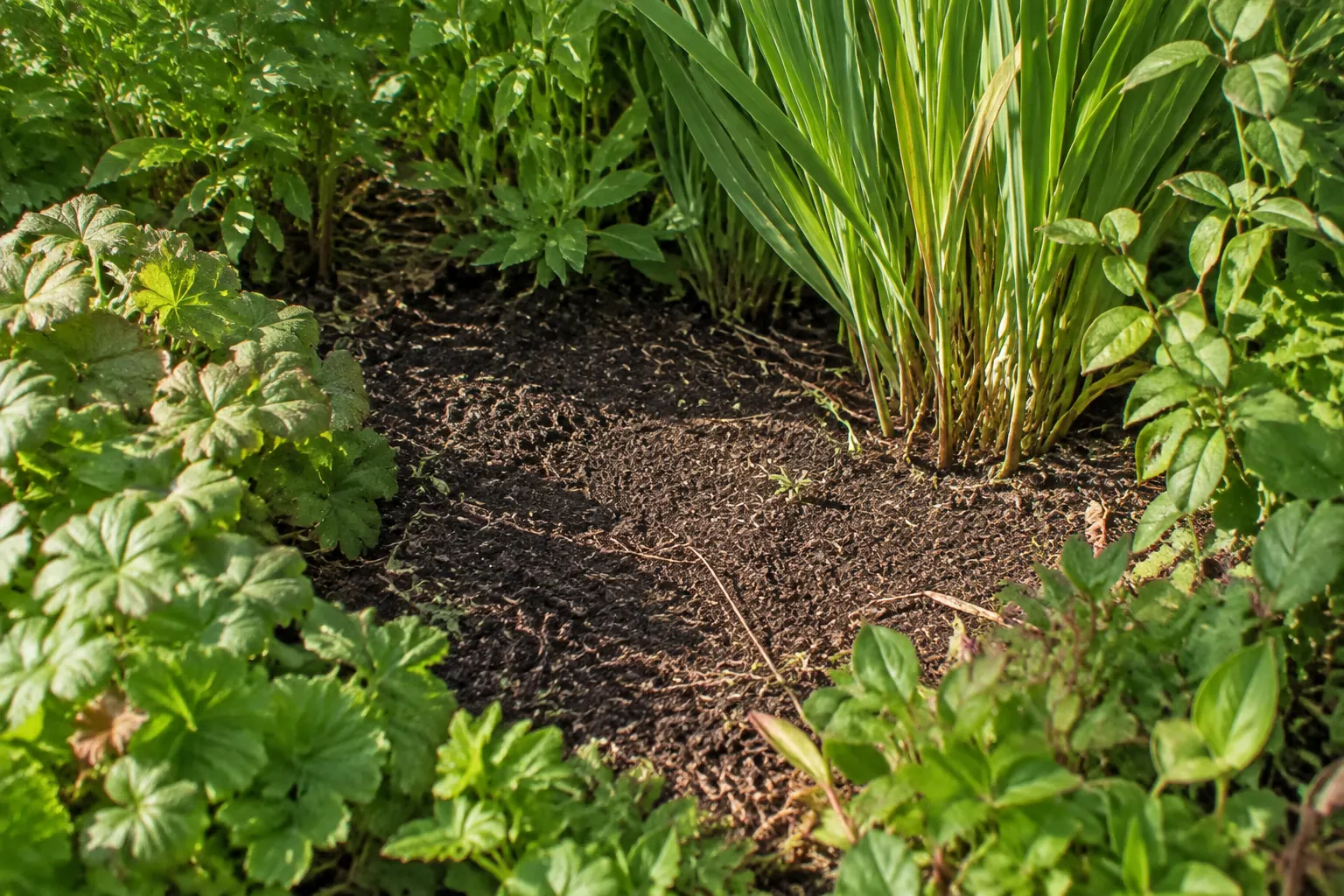 A small open soil patch sits between faded flowering stems and a compact mass of green foliage.
