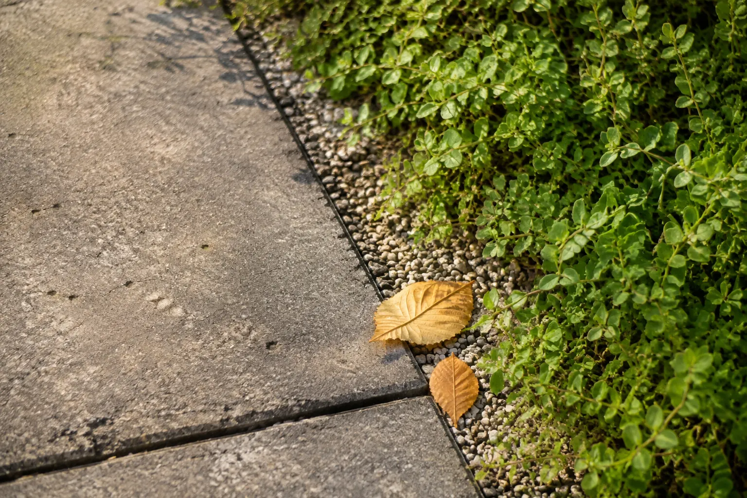 Worn garden paving remains clear beside an autumn planting edge with a few fallen leaves and upright foliage.