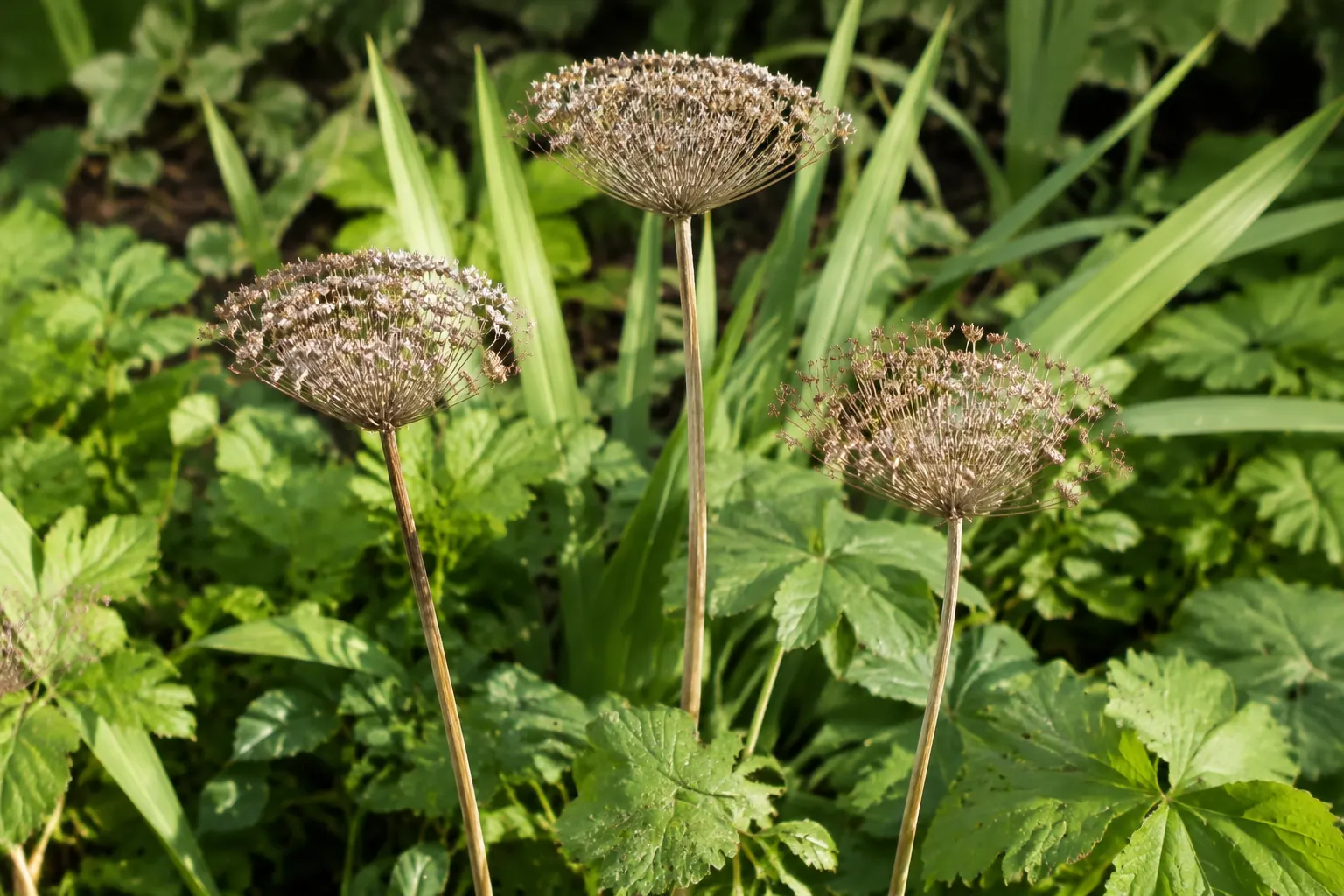 Dry seedheads and fine grass stems stand upright beside a low green planting edge in gentle autumn sunlight.