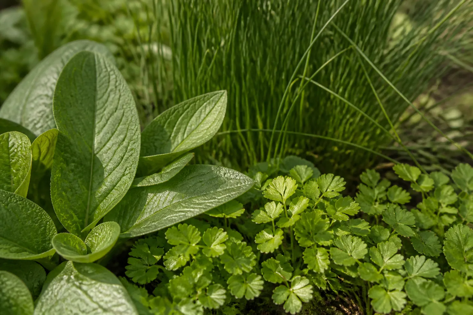 Broad leaves, fine upright foliage and low groundcover form three layers in a sunny border.