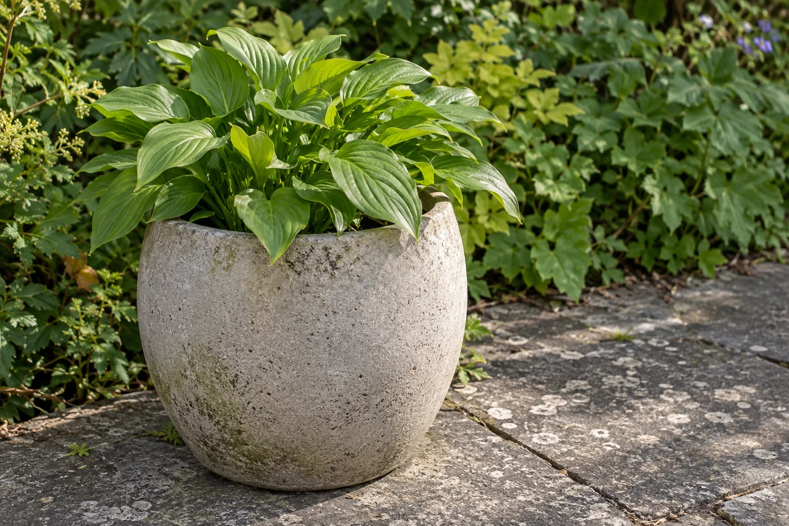 Een ronde lichtgrijze plantenpot staat voor groen blad, met duidelijk zichtbare zijkanten en een klein vlak bestrating eromheen.
