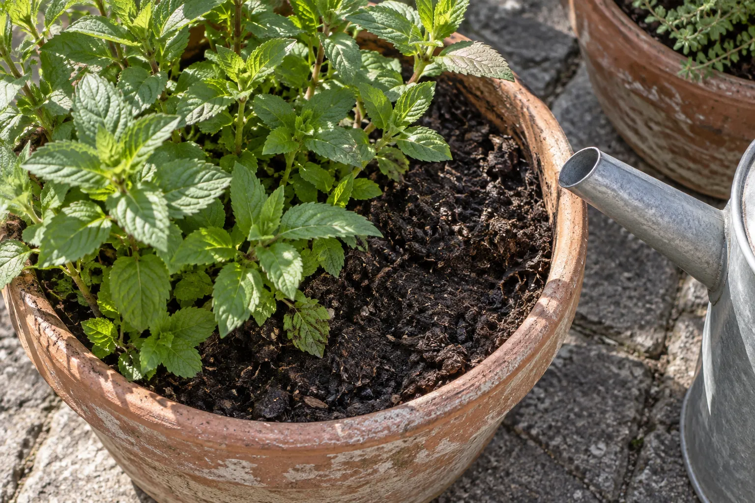 Exposed potting mix beside leafy stems, with a watering-can spout close to the pot rim.