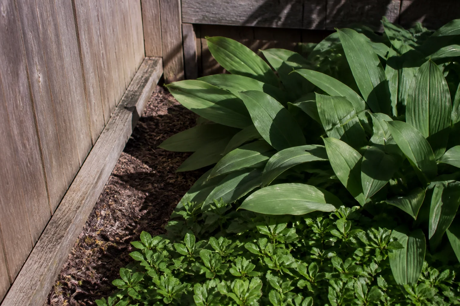 A close group of leaves sits beside a timber fence junction with a clear strip of ground for access.