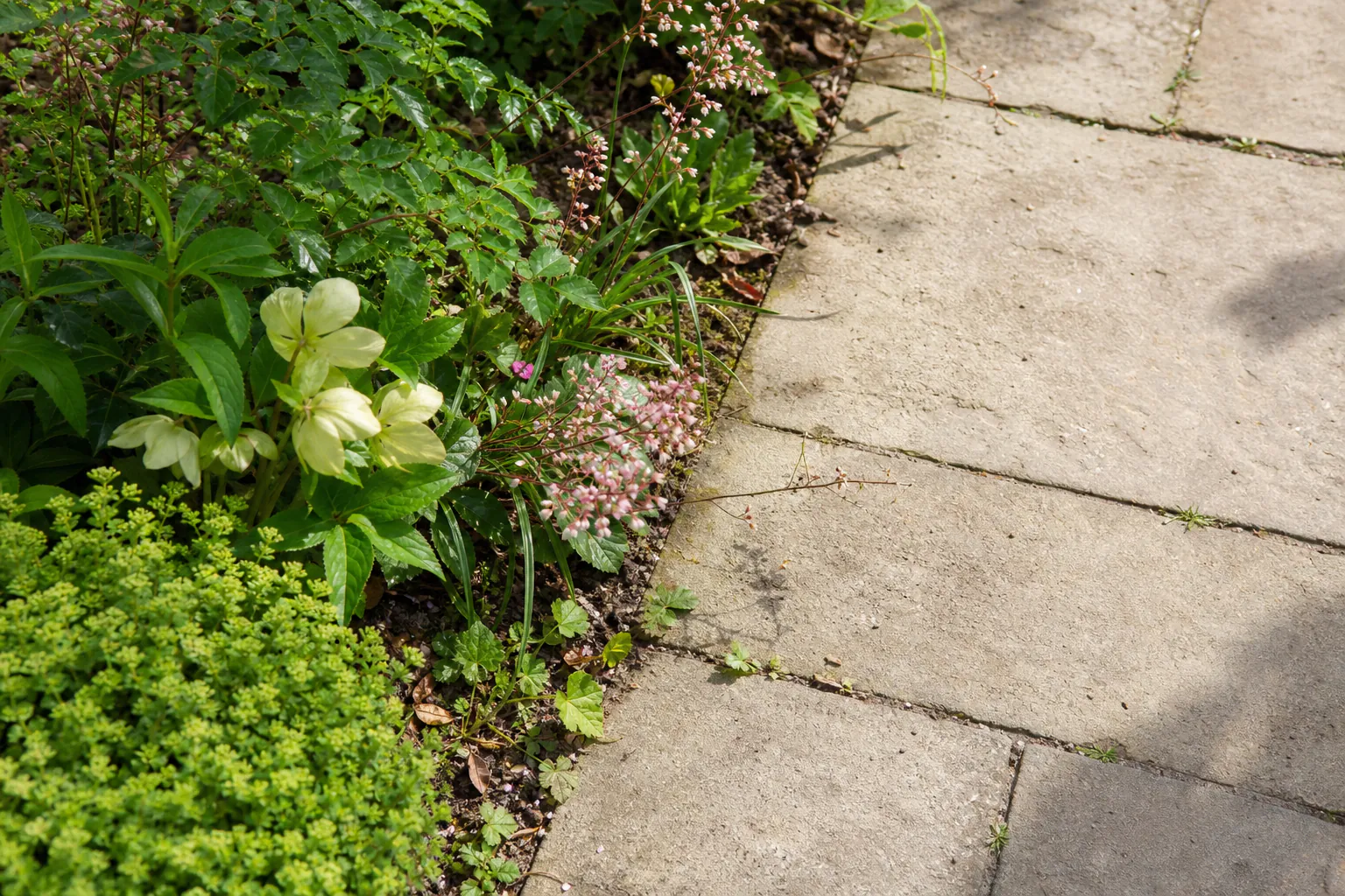 Losse groene beplanting en gedempte bloemen verzachten de rand van een gebruikt tegelpad, terwijl de loopruimte vrij blijft.