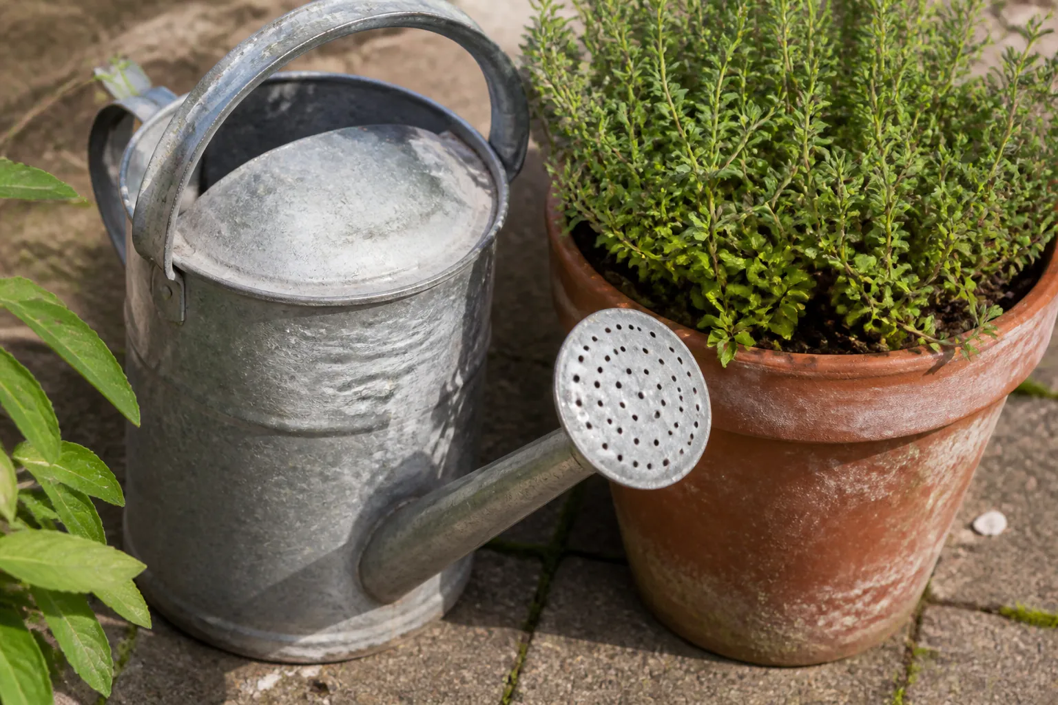 Een gebruikte gegalvaniseerde gieter staat naast een verweerde terracotta kruidenpot op gewone bestrating.