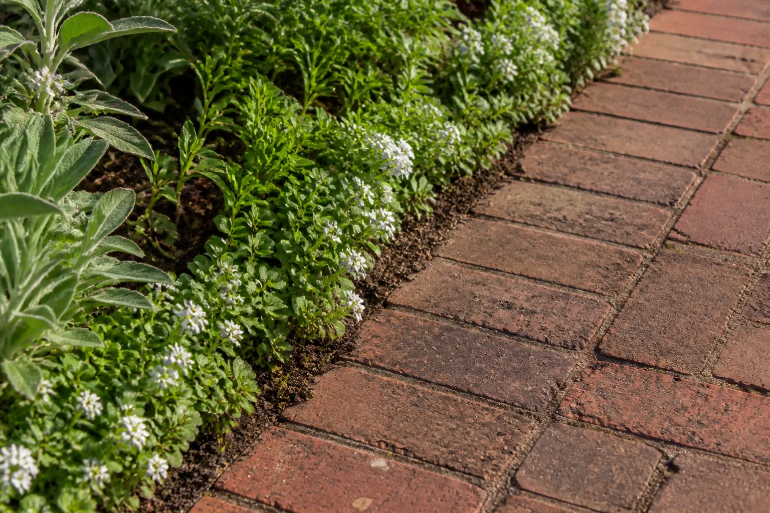 Low white flowers soften the edge of a worn brick path while leaving the walking surface clear