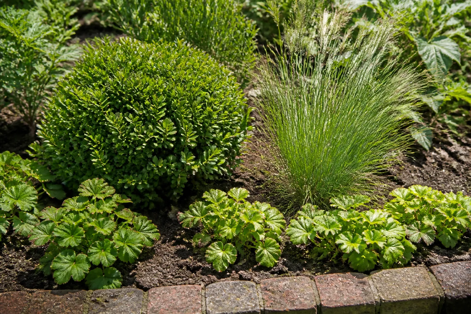 A rounded evergreen shrub, airy grass and low leafy plants repeat distinct forms around open soil