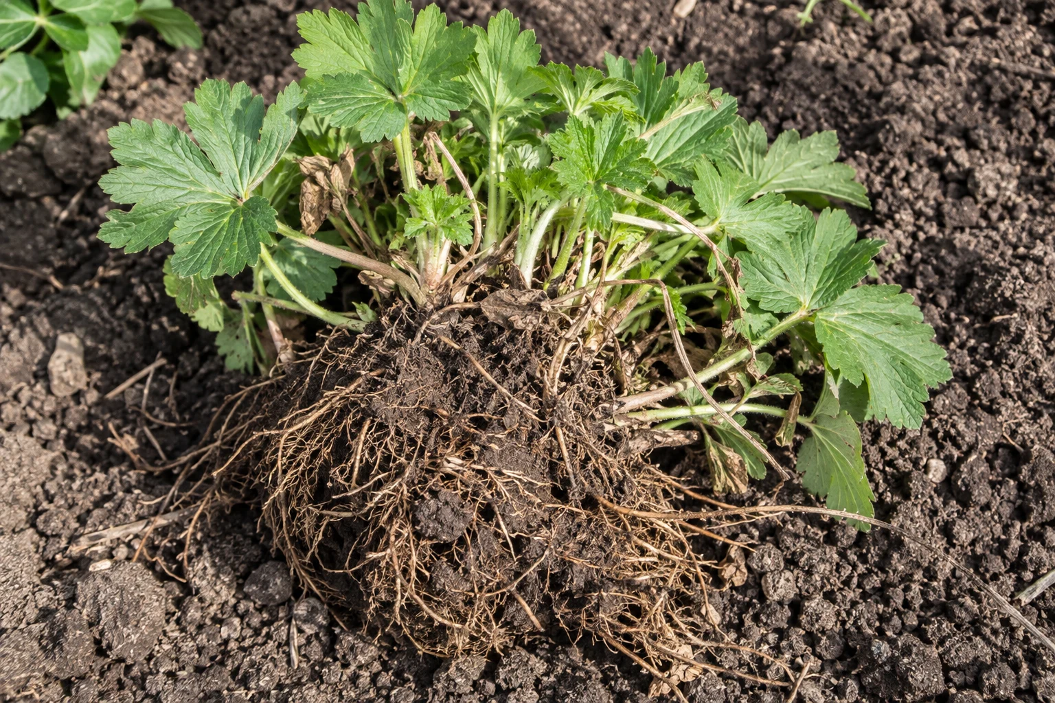 A lifted perennial root clump rests on loose garden soil, with fibrous roots and leafy shoots visible.
