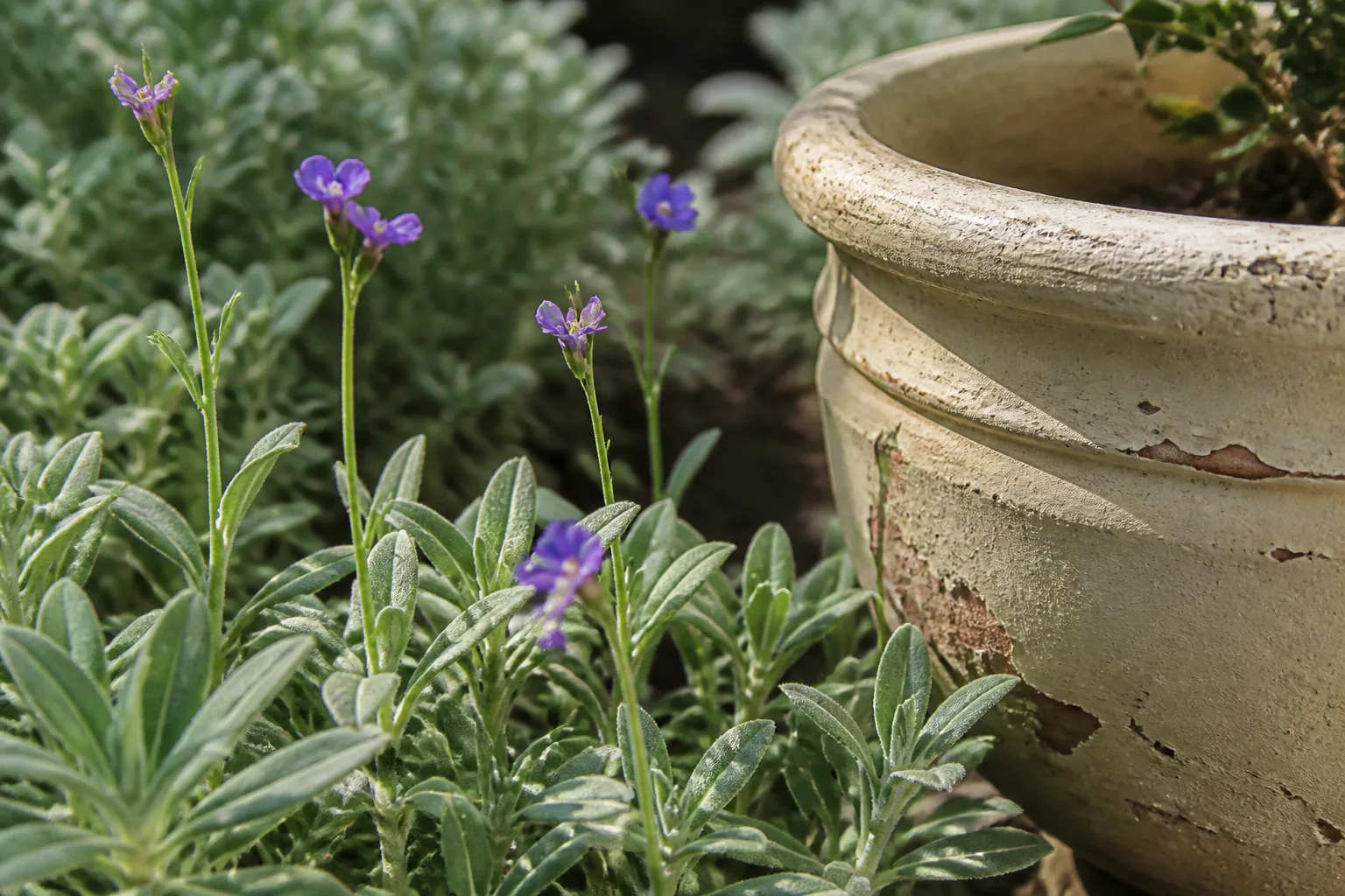 Losse violette bloemstelen groeien tussen zilvergroen blad naast een verweerde crèmekleurige tuinpot.