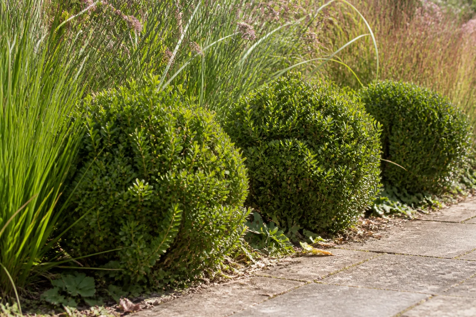 Three slightly uneven rounded evergreen shrubs repeat beside a worn path, with taller grasses and muted flower stems behind them.