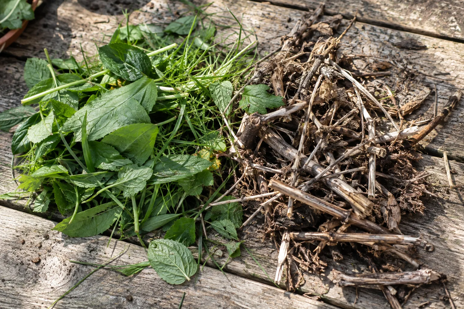 Fresh green leaves and grass clippings beside dry stems and twig pieces on a worn wooden bench.