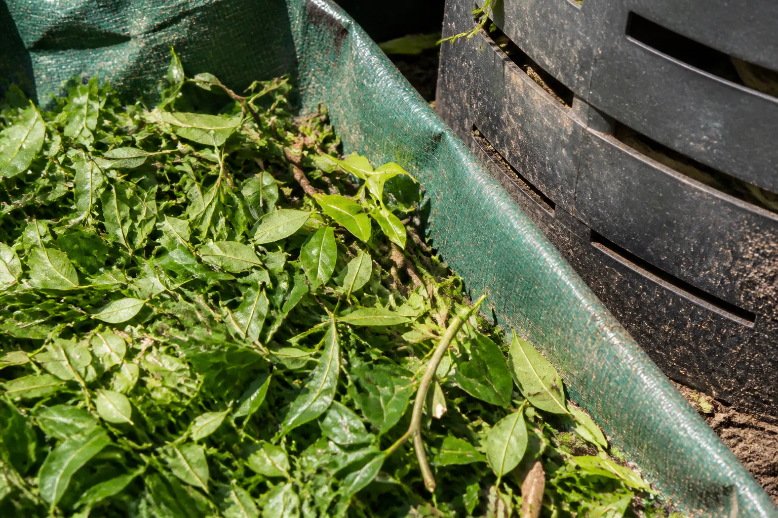 Fresh hedge clippings lie on a reusable garden waste sheet beside a worn home compost bin.