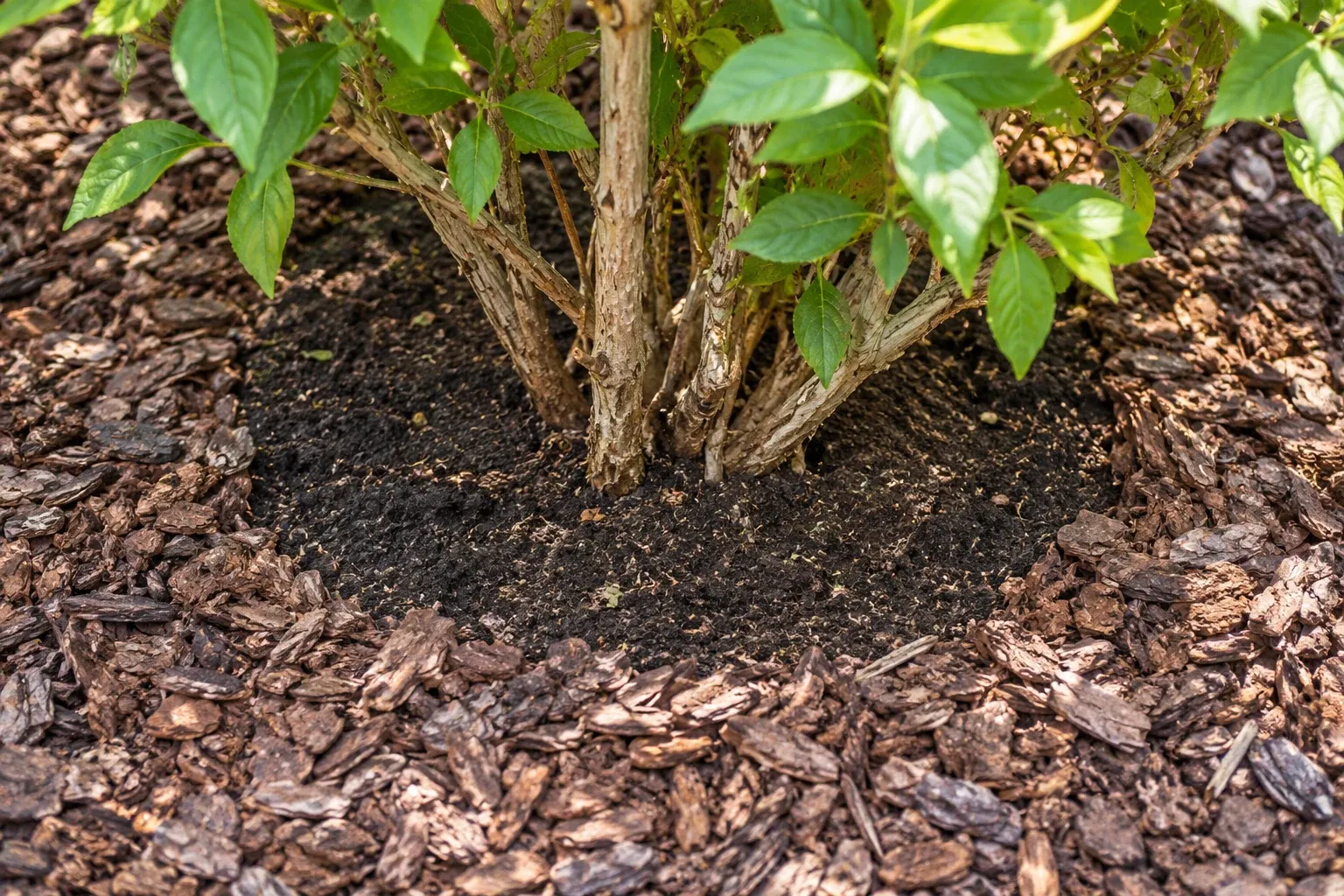 A woody shrub base has a visible ring of bare soil separating its stems from the surrounding bark mulch.