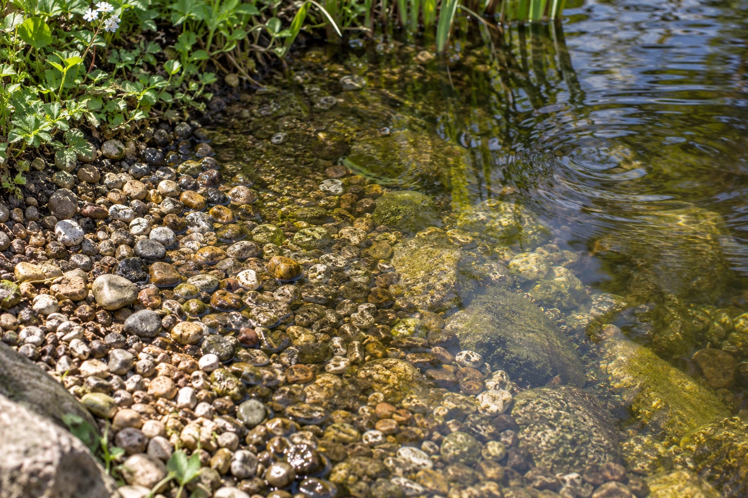Gravel meets shallow pond water beside leafy marginal plants.