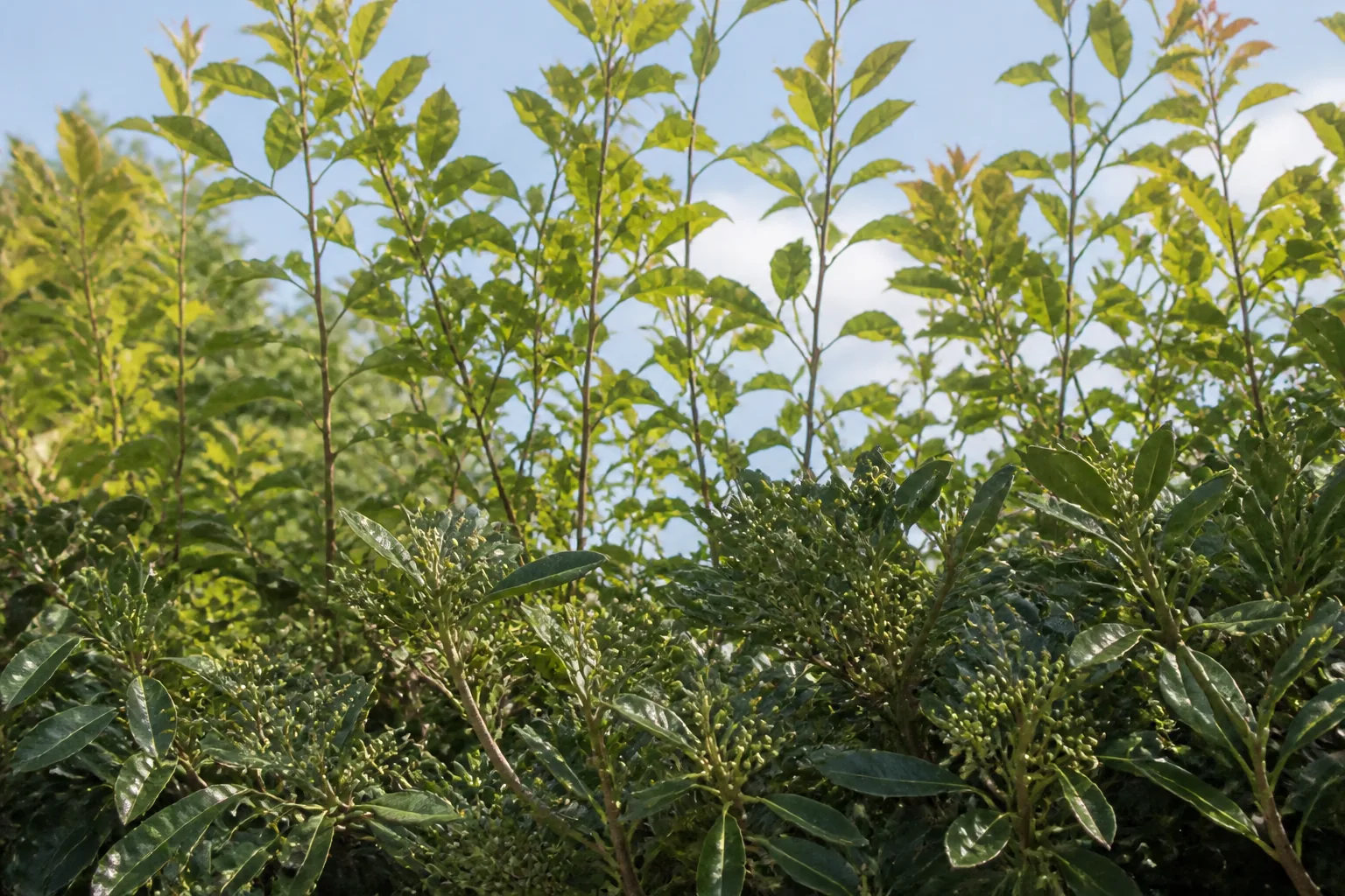 A close planting edge layers dense waist-high foliage with lighter upright stems, leaving sunlit gaps and open sky beyond.