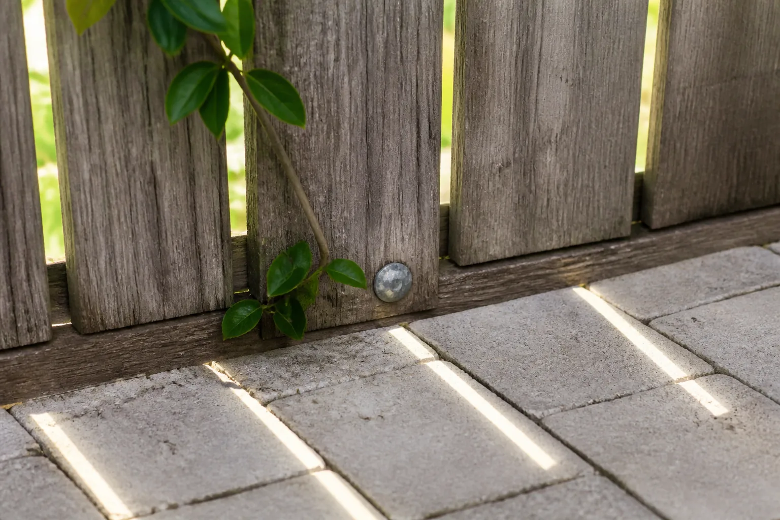 Sunlight passes through a close section of weathered timber slats with a climbing stem, visible fixings and soft stripes of light on paving.