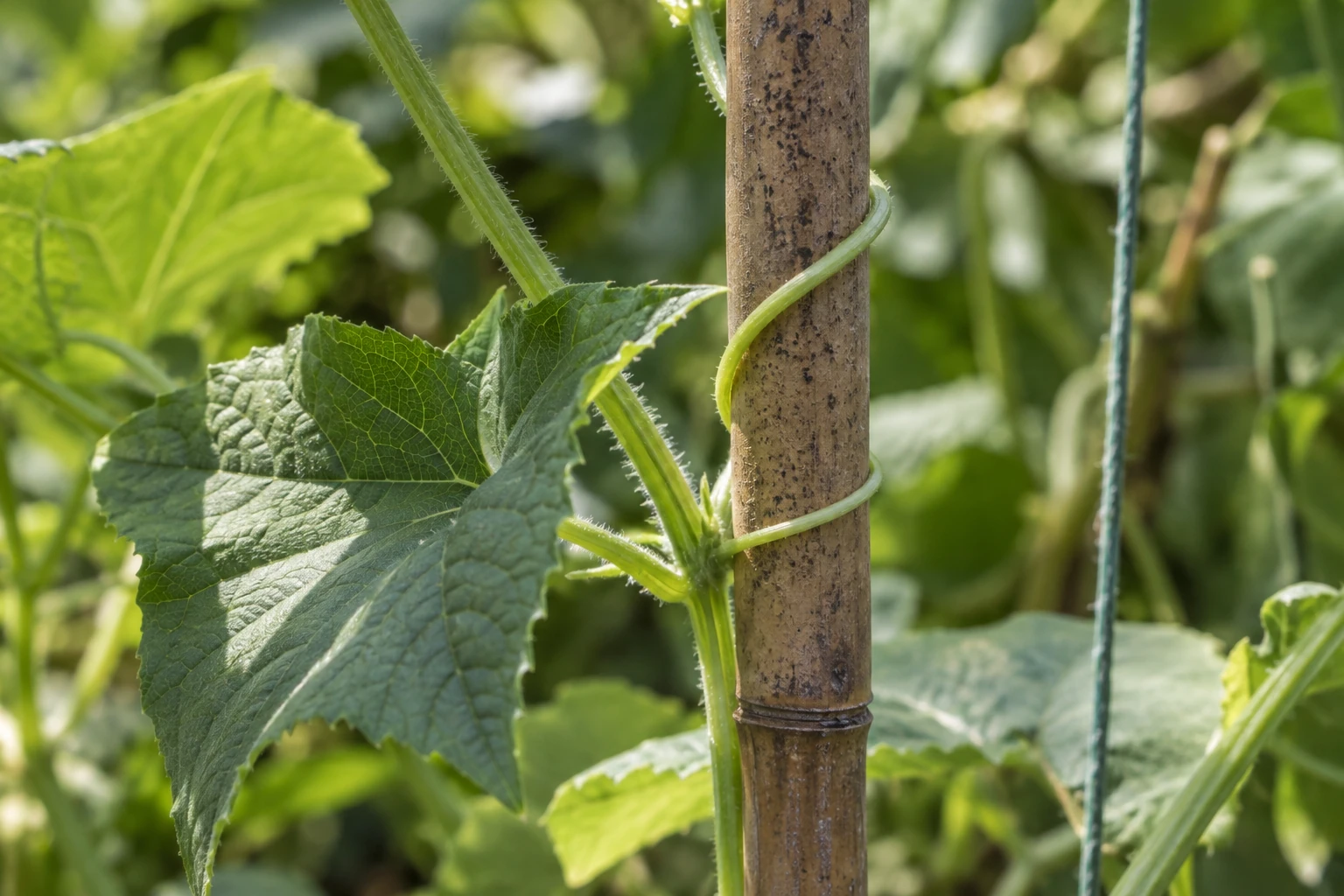 A green tendril curls around a slender support beside fresh leaves.