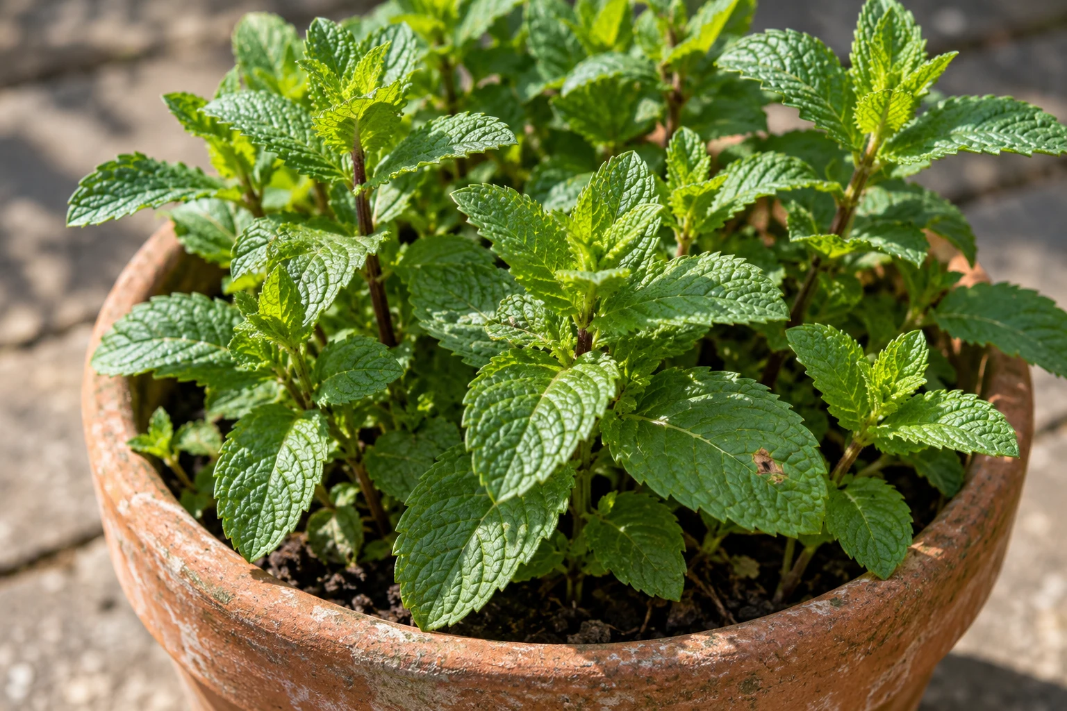 Muntbladeren met duidelijke nerven boven de rand van hun eigen terracotta pot.