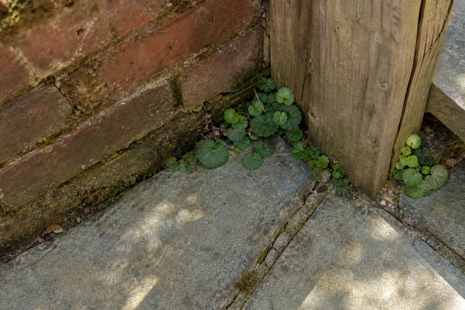 Brickwork, a timber fence post and old paving meet in one close detail, showing the fixed boundaries a clear source photo gives the model.