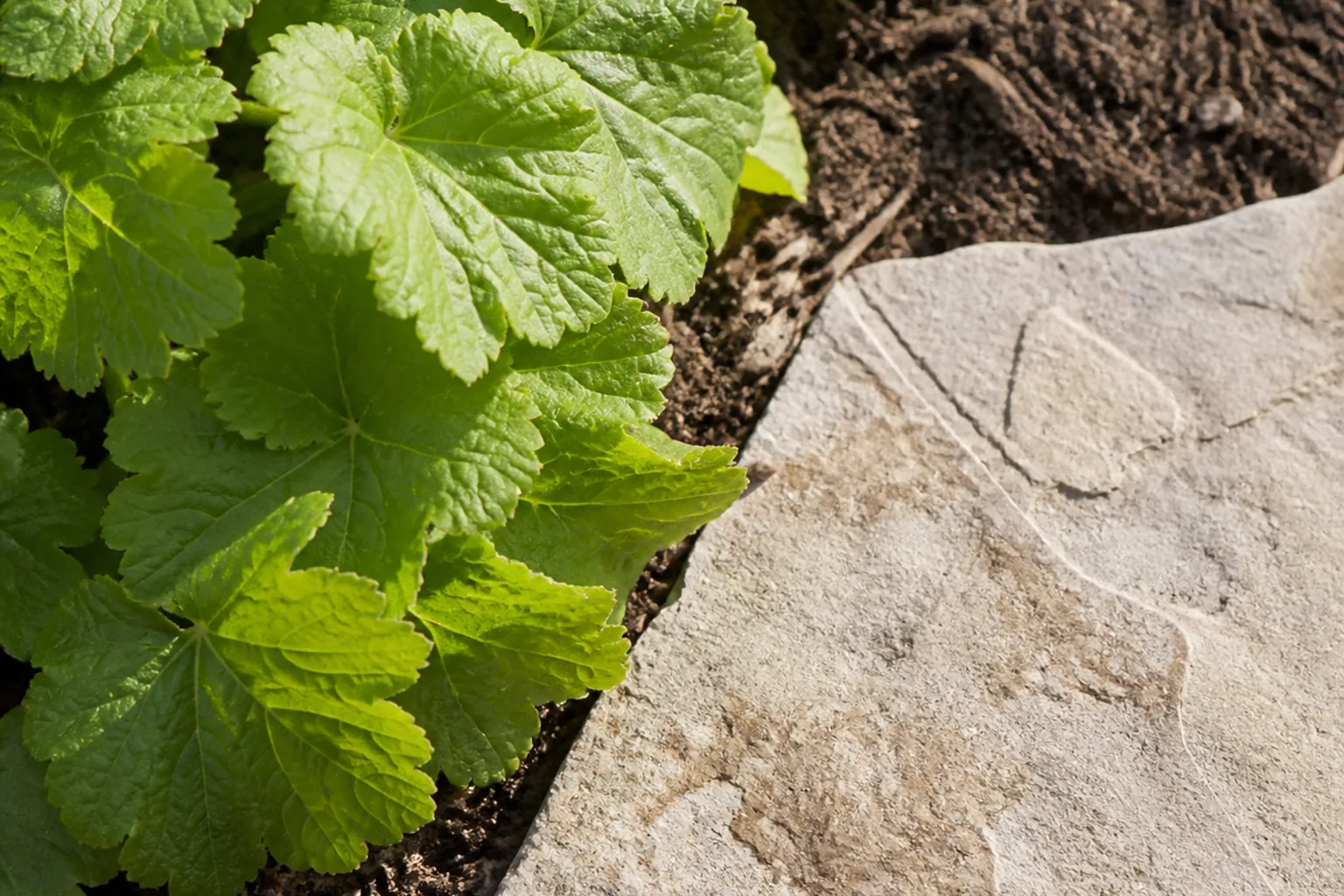 Green leaves, dark soil and a pale stone edge retain clear texture in bright but gentle late-morning light.
