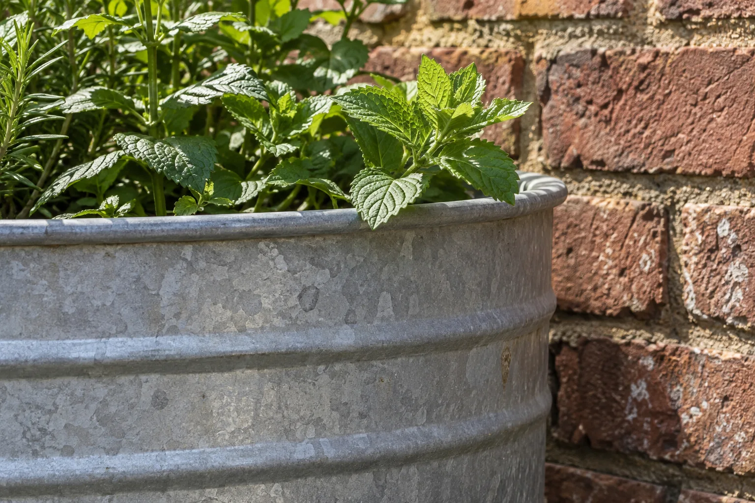 De geribbelde zijkant en omgezette rand van een grijze metalen plantenbak staan tegen rode baksteen, met groen blad erboven.
