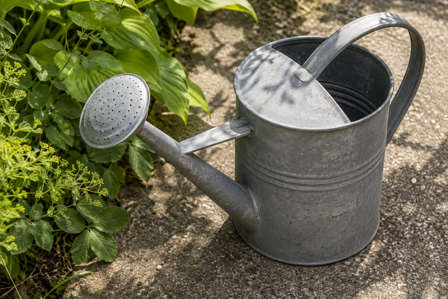 Een grijze metalen gieter staat op ruw beton naast brede bladeren en fijne groene stengels.