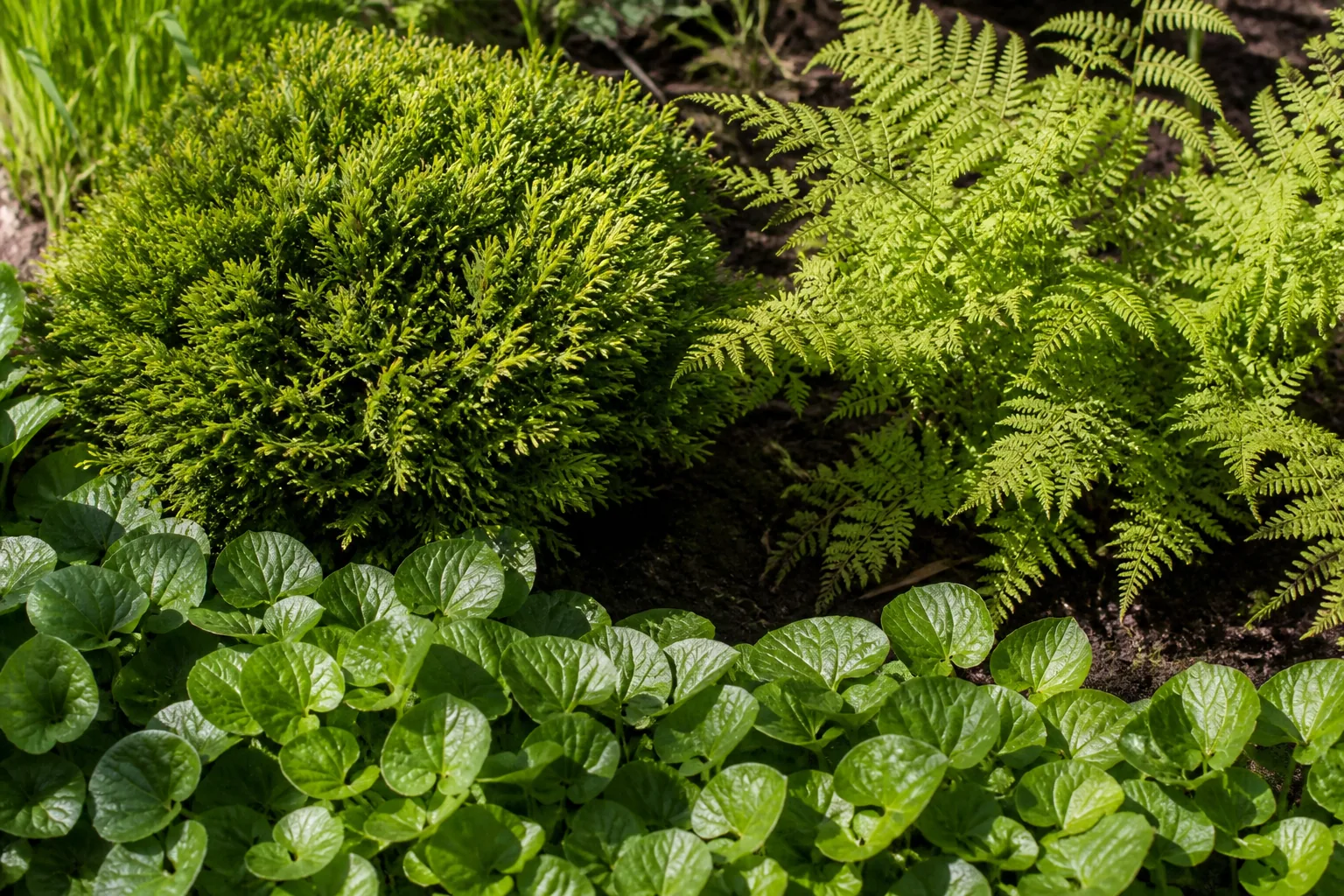 A compact evergreen, an airy fern and repeated broad-leaved groundcover create a restrained composition through contrasting foliage forms.