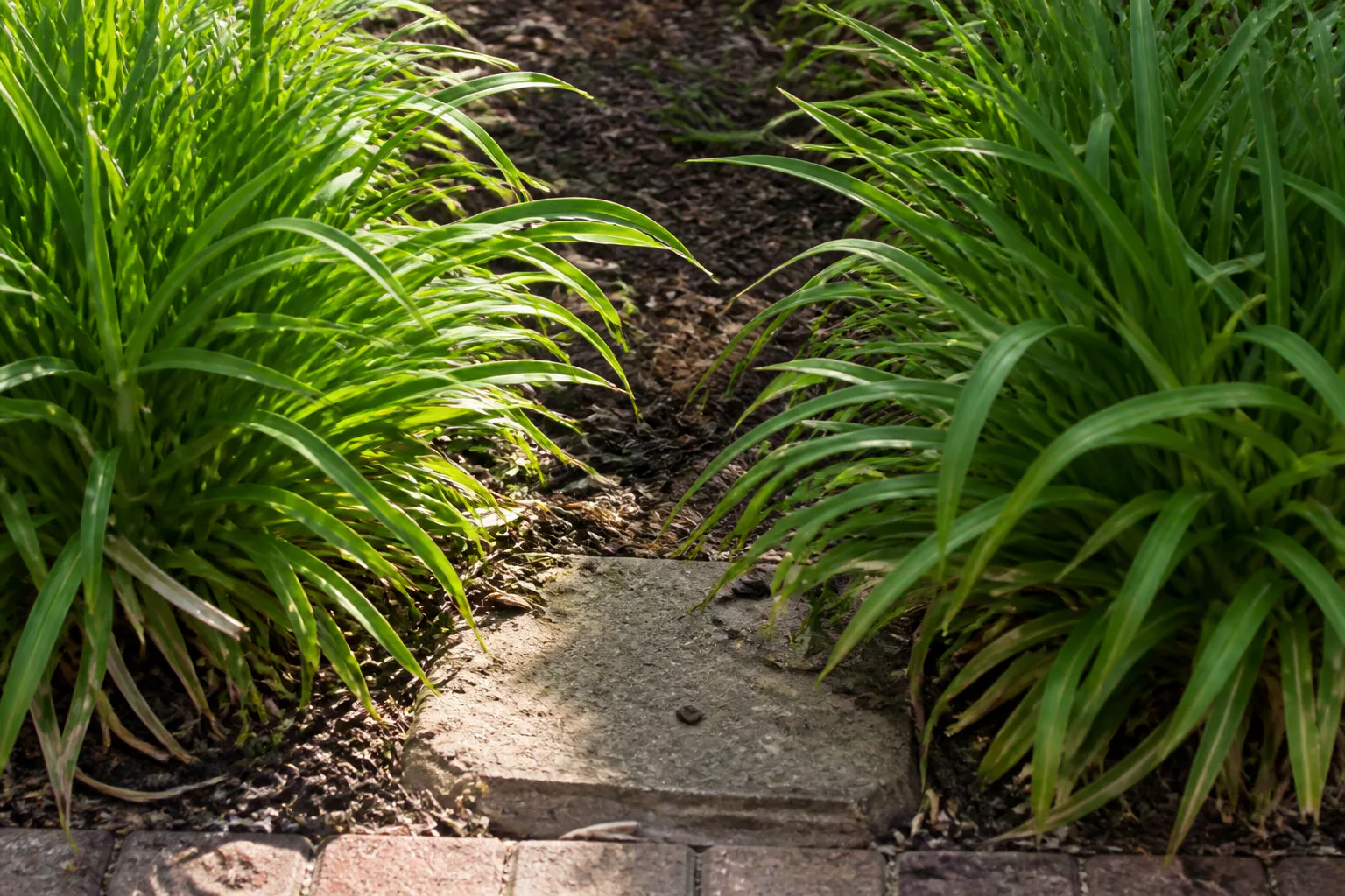 A worn stepping stone and a clear gap provide maintenance access between repeated foliage clumps.