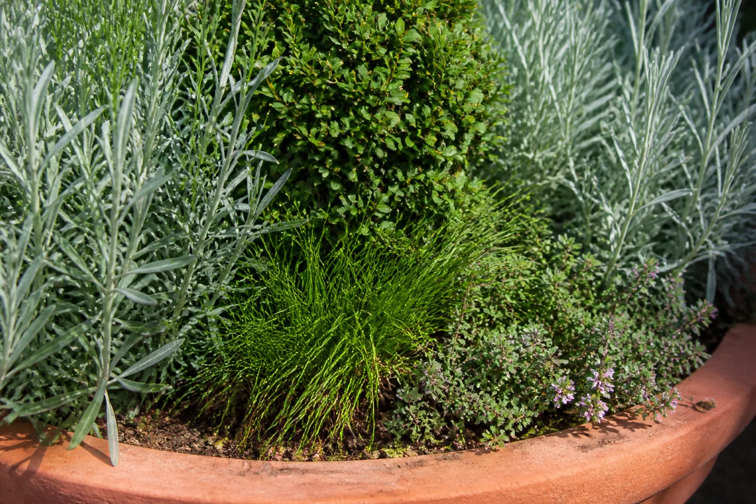 Silvery narrow leaves, a clipped evergreen form, fine foliage and low flowering herbs make distinct layers inside a terracotta rim.