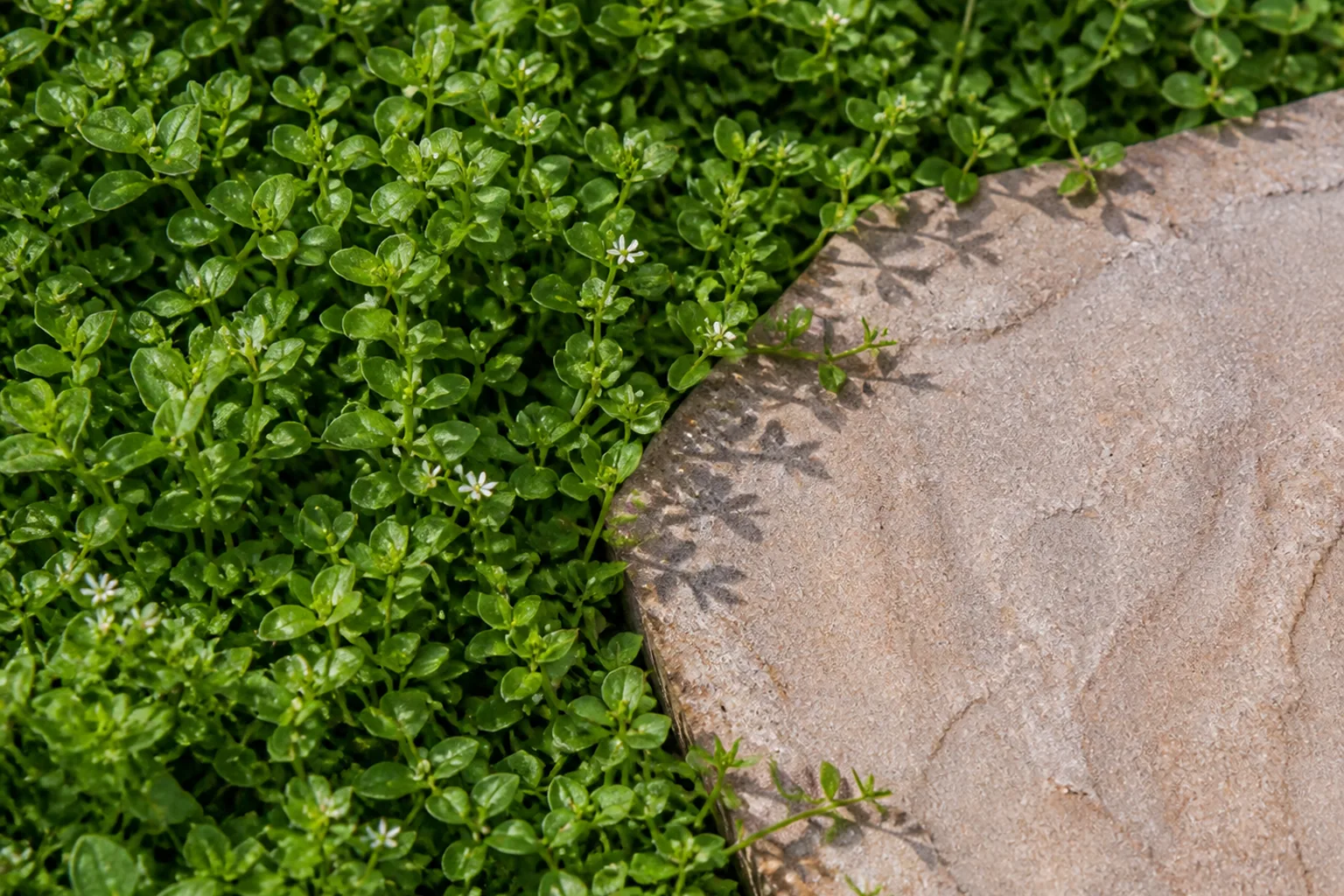 Dense low groundcover flows around one broad stone edge, replacing a patch of lawn with a generous green surface.