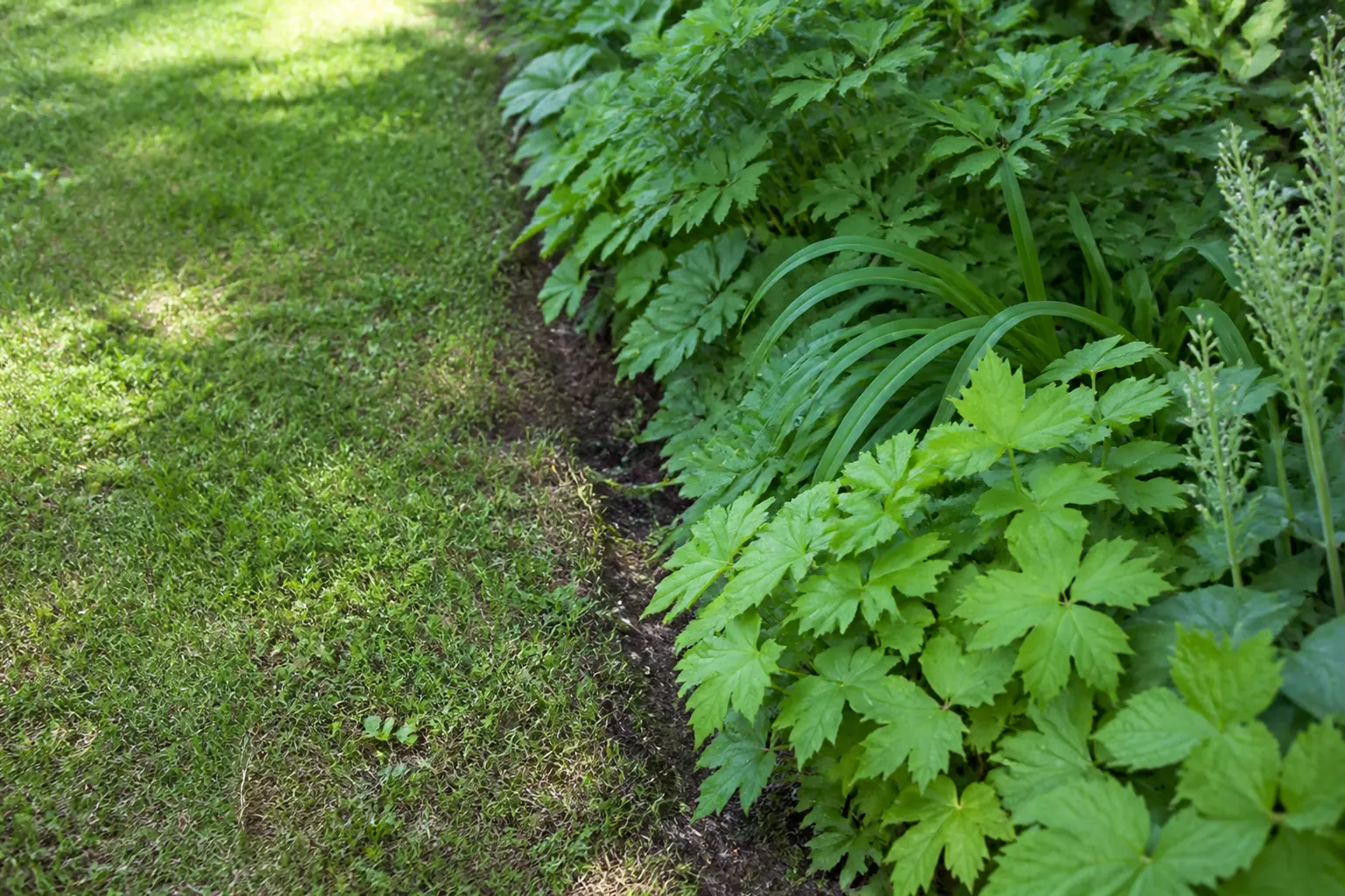 A lightly worn patch of open ground meets a deep mass of repeated green foliage.