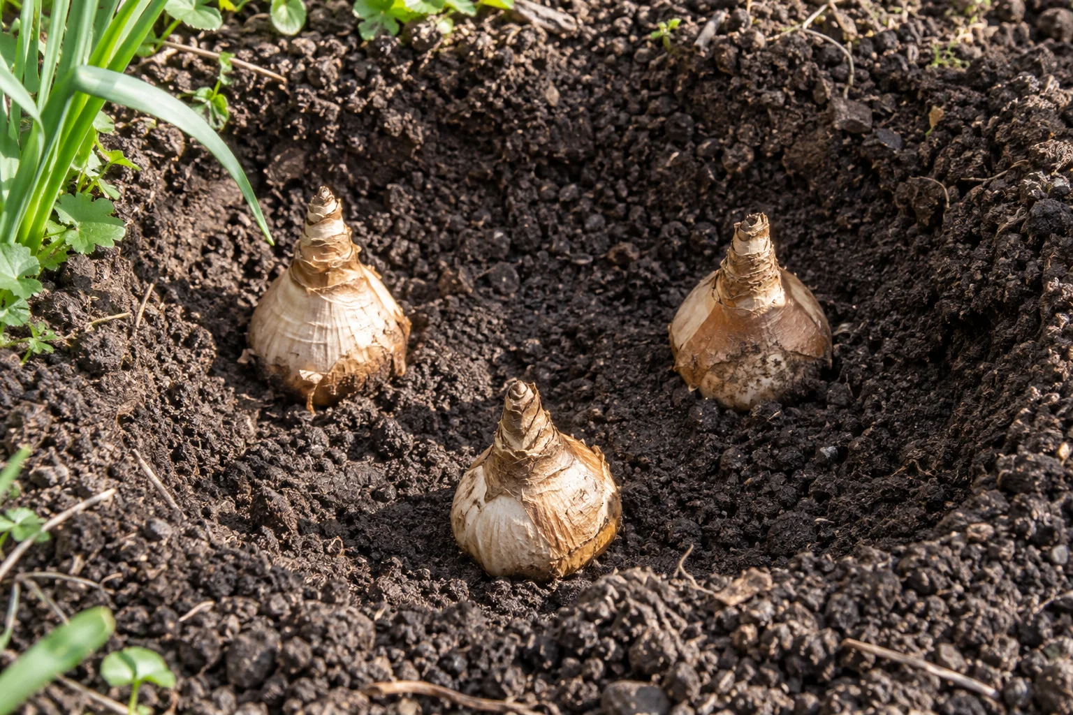 Daffodil bulbs stand with their pointed tips upward in an open planting hole before the soil is replaced.