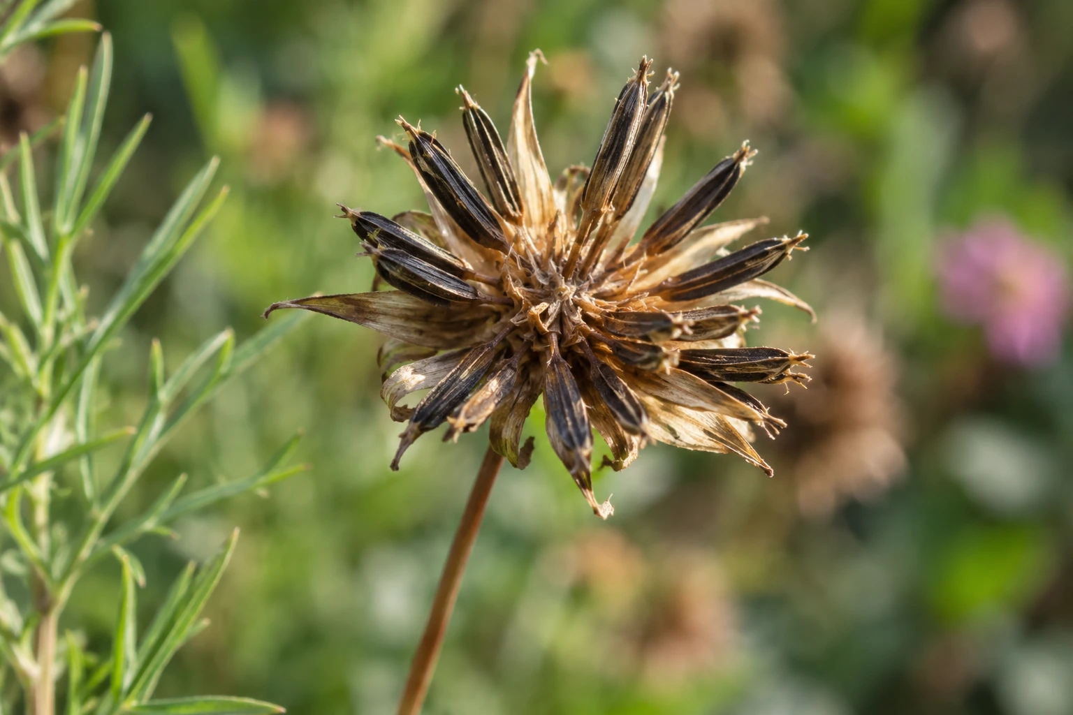 A dry flower seedhead holds elongated dark seeds still attached to the stalk.