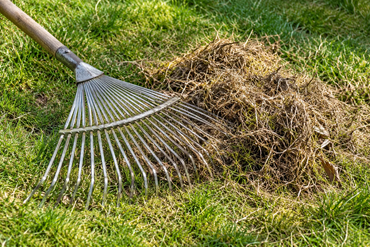 A spring-tined lawn rake rests beside a small loose pile of brown material on green grass.