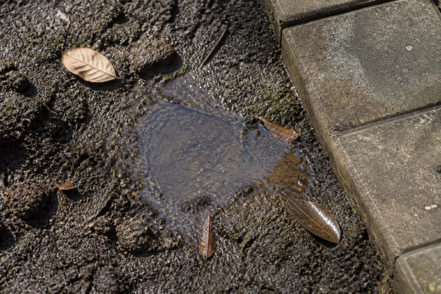 Een kleine plas op verdichte grond naast een verweerde rand van bestrating.