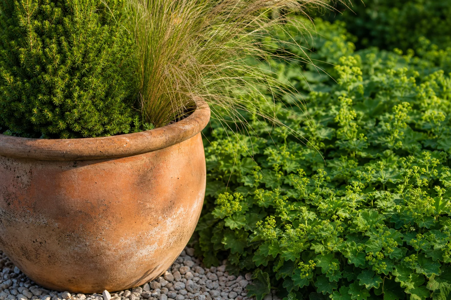 One large weathered terracotta pot holds a rounded evergreen and loose grass beside a repeated patch of low green groundcover.
