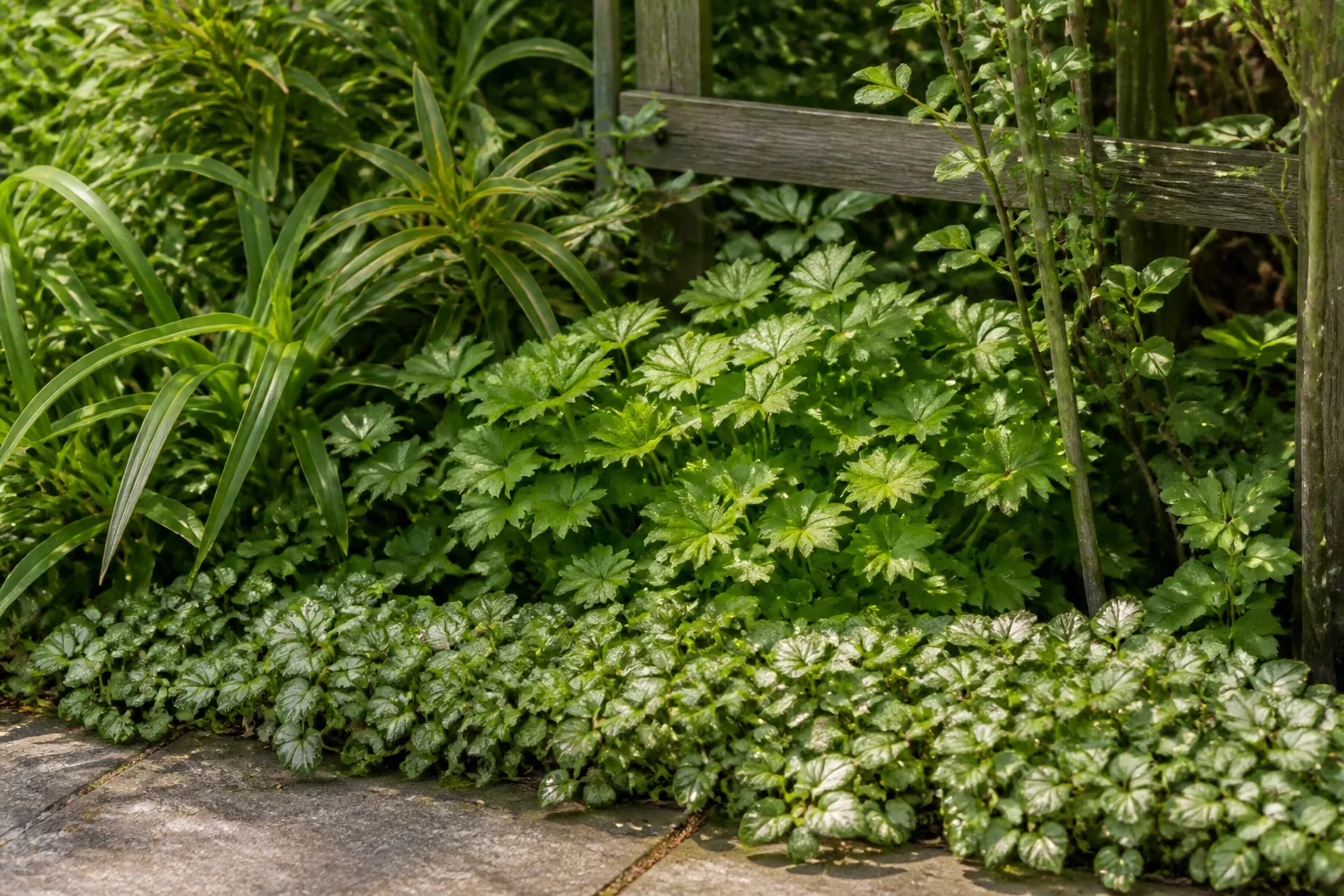 Low groundcover, repeated middle foliage and upright stems form a deep planted edge beside a narrow strip of paving.