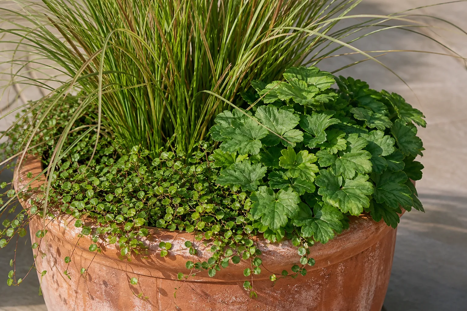 One substantial weathered terracotta planter combines an airy grass, compact foliage and trailing greenery instead of several small pots.