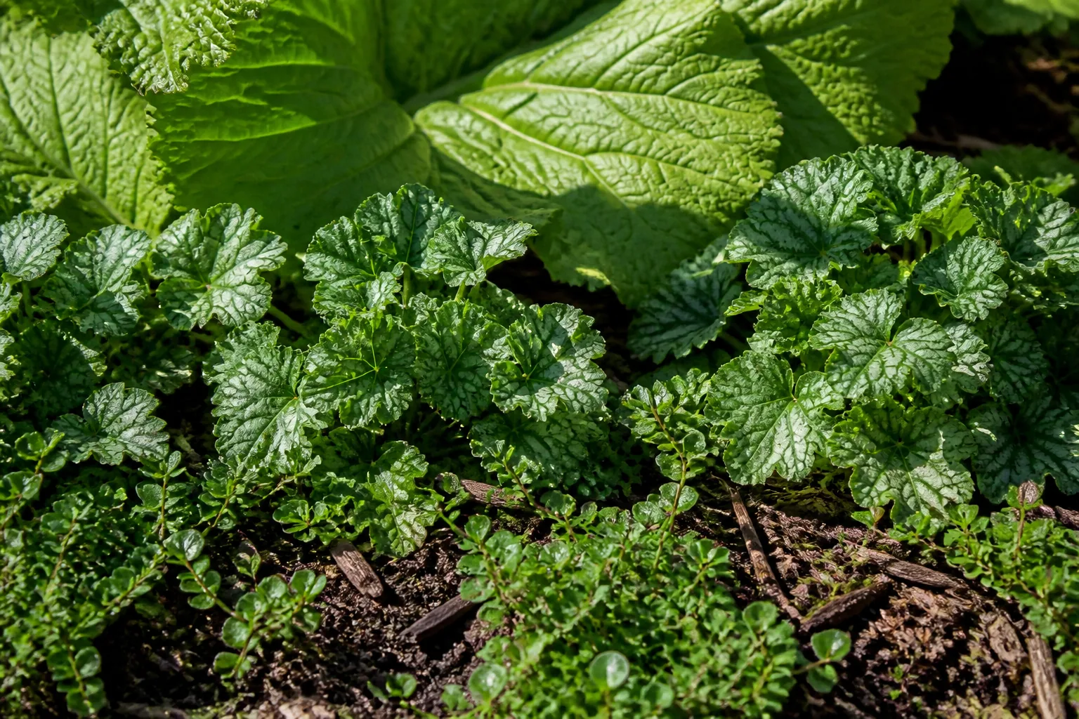 Large textured leaves, repeated middle foliage and low groundcover form three layers above dark mulch.
