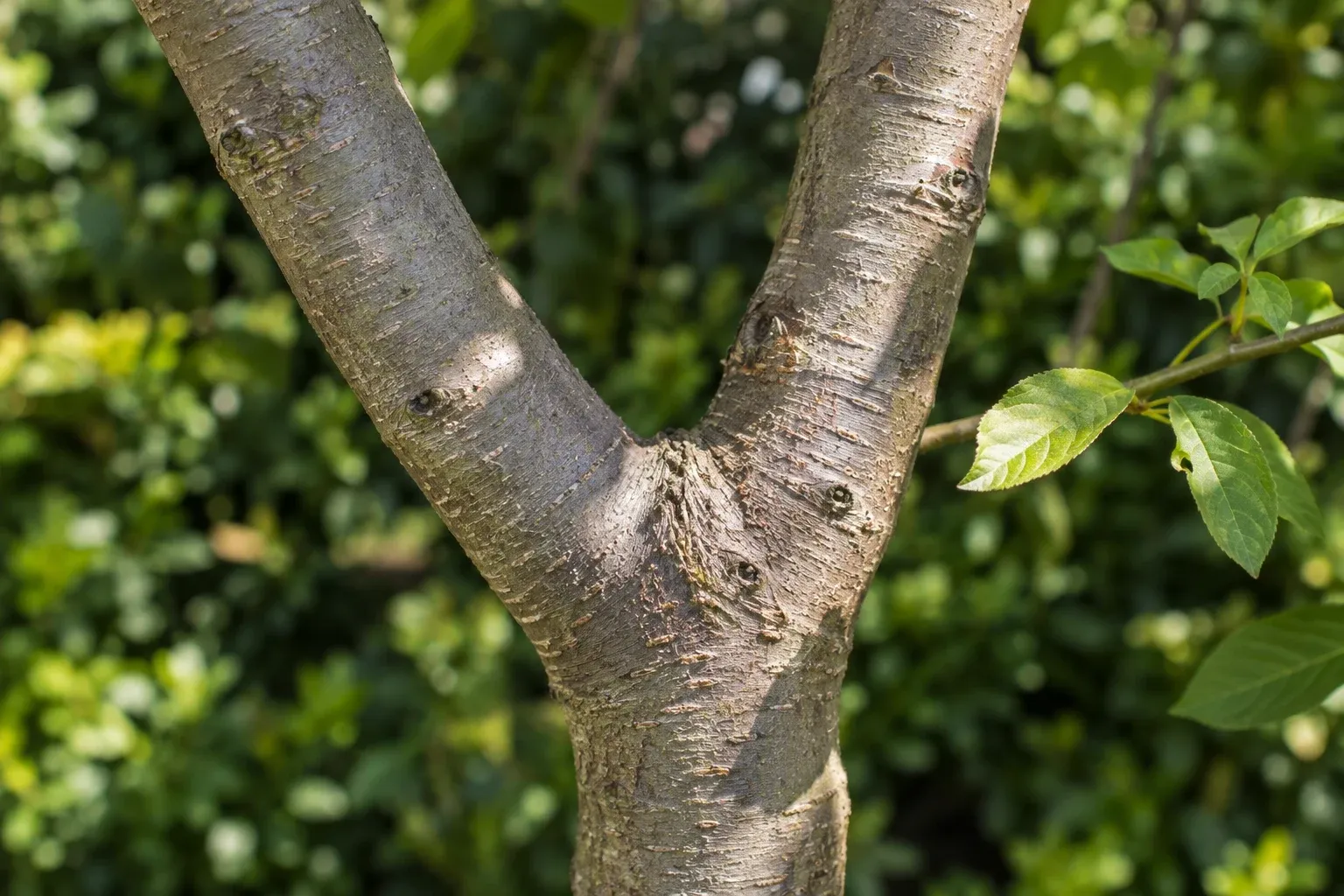 Textured tree bark and a low branch with green foliage in soft daylight.