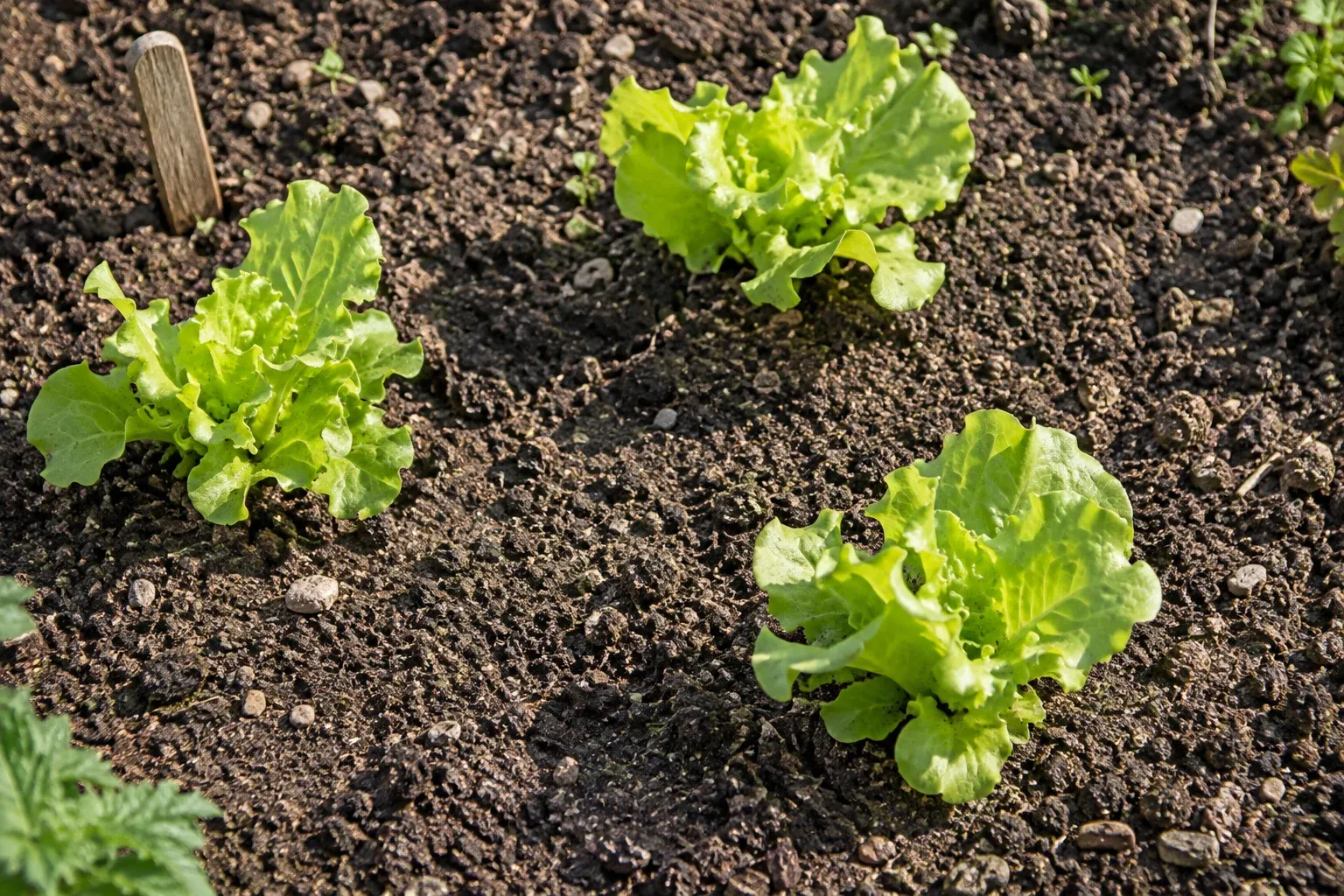 Young lettuce plants have open soil between them, with a plain wooden marker beside the row.