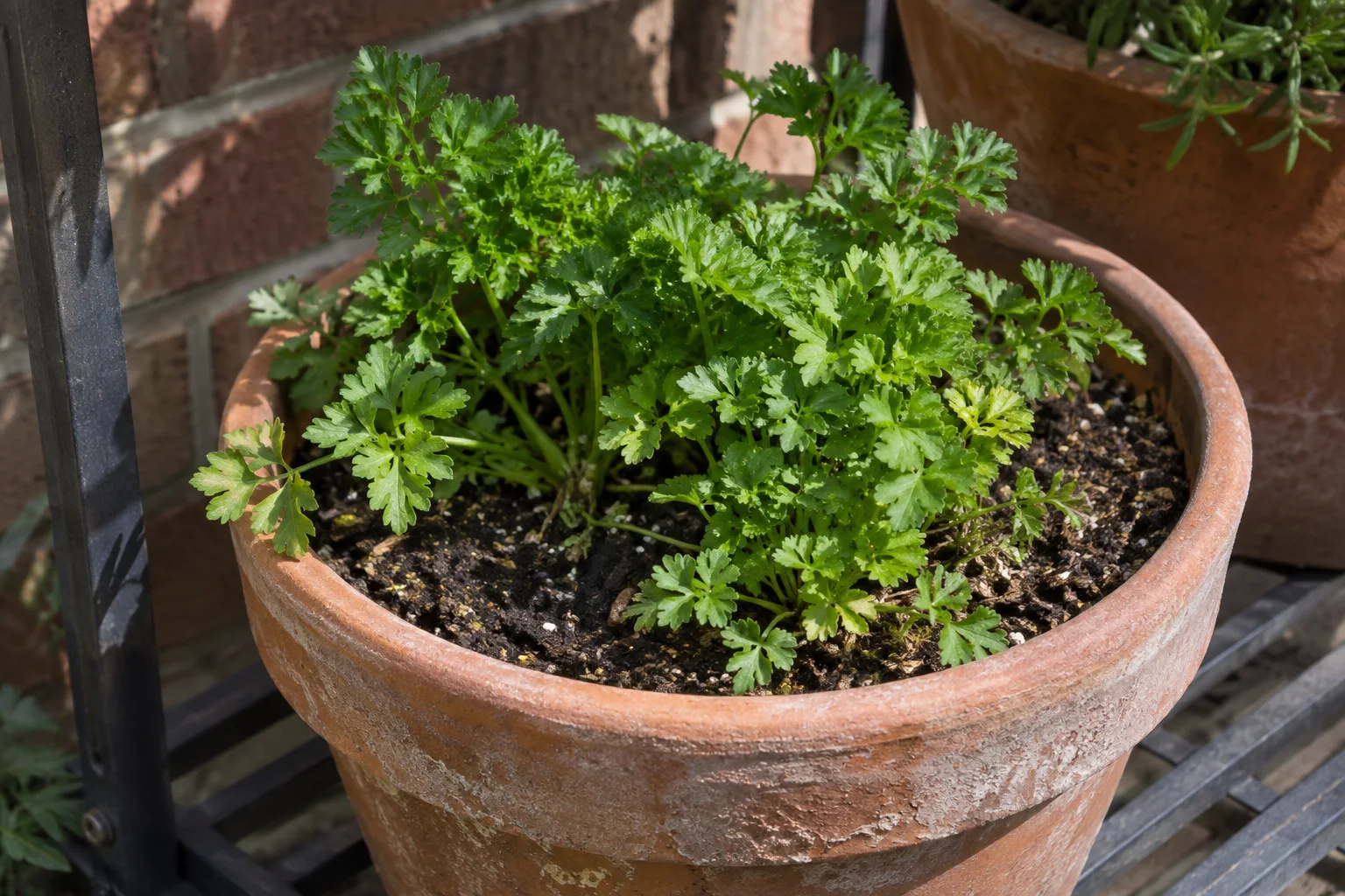 Een kruid groeit in een ruime terracotta pot op een metalen rek, met een goed zichtbare potrand en potgrond.