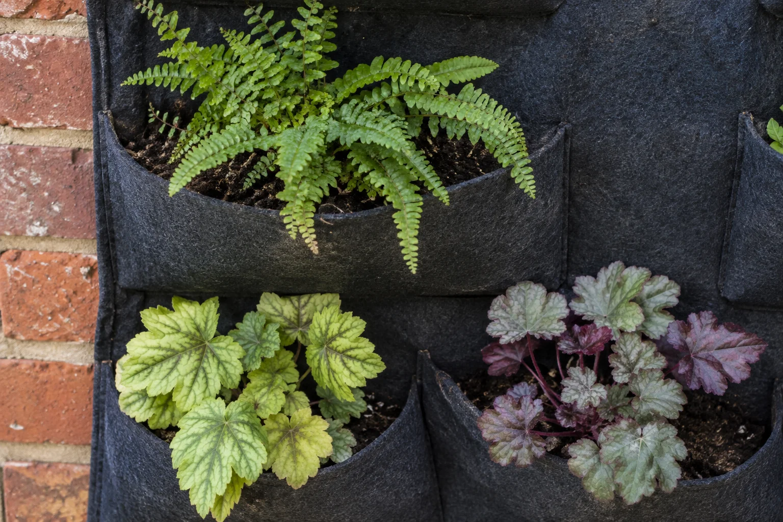 Kleine varens en bladplanten staan in afzonderlijke vilten plantzakken, met zichtbare openingen tussen de bladeren.
